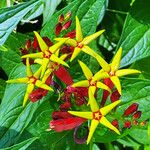 Spigelia marilandica Квітка