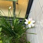 Zephyranthes candidaফুল