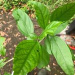 Hibiscus schizopetalus Leaf