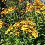 Helenium autumnale Buveinė