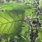 Solanum quitoense Fruit