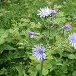 Lactuca plumieri Plante entière