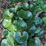 Asarum europaeum 葉