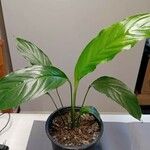 Spathiphyllum floribundum Φύλλο