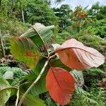 Cinchona pubescens Leaf