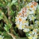 Sesamoides pygmaea Flower