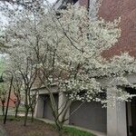 Amelanchier × grandiflora Hábitos