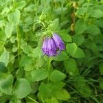 Campanula latifolia फूल