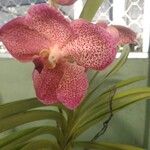 Vanda coeruleaফুল