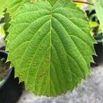 Davidia involucrata List