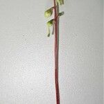 Pyrola chlorantha Kvet