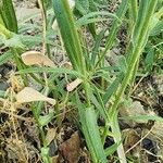 Tragopogon buphthalmoides Leaf