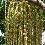 Caryota urens Fruto