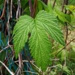 Humulus lupulus पत्ता