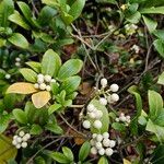 Skimmia japonica Habitat