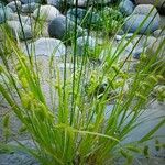 Carex hystericina Yaprak