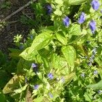 Salvia hispanica Други