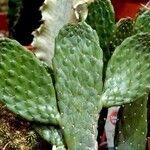 Consolea rubescens Hoja