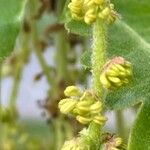 Quercus pubescens Fleur