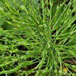 Equisetum arvense Natur
