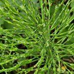 Equisetum arvense عادت داشتن