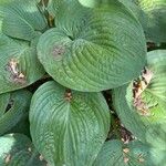 Hosta sieboldianaপাতা