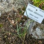 Allium sikkimense Plante entière