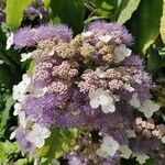 Hydrangea sargentianaFlor