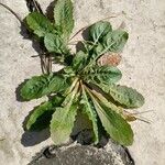 Crepis bursifolia Blad