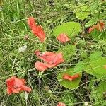 Papaver setiferum Облик