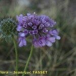 Scabiosa triandra Altro