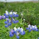 Lupinus nootkatensis Cvijet