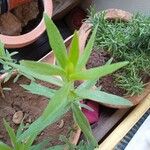 Artemisia dracunculus Folla
