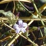 Plumbago europaea Froito