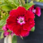 Dianthus chinensisBlüte