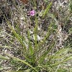 Agalinis purpurea फूल