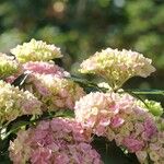 Hydrangea spp. Habitus