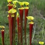 Sarracenia flava Fula