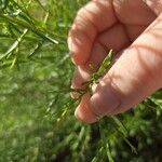 Baccharis sarothroides Hoja
