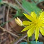 Corchorus hirtus 花