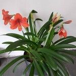 Hippeastrum reginaeFlower