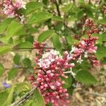 Syringa vulgaris花