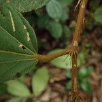 Duboscia macrocarpa Otro