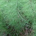 Equisetum sylvaticumLeht