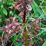 Pedicularis palustris ഫലം