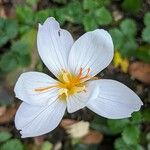Crocus pulchellus Kwiat