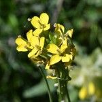 Erysimum virgatum Fleur