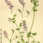 Fumaria barnolae Mosusu