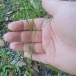 Sabatia campestris Leaf