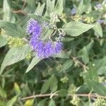 Caryopteris × clandonensis Çiçek